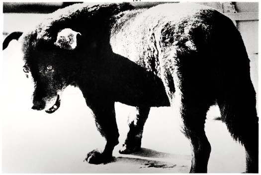 Daido Moriyama