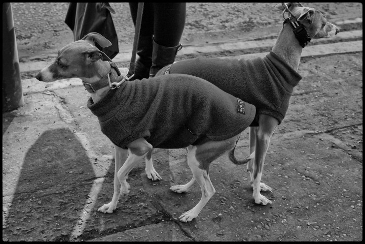 The rabbit went that way