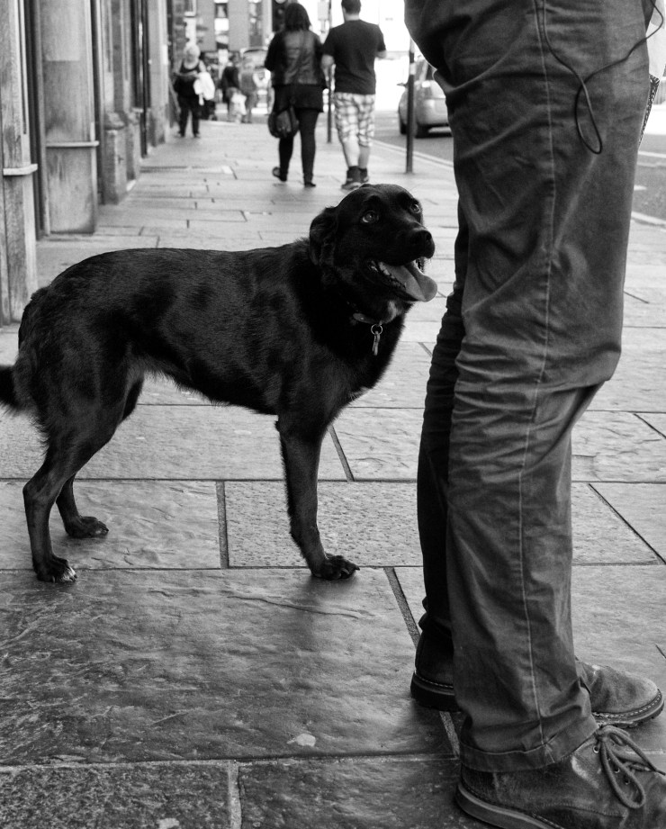 Three legged doggy Glasgow