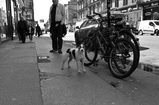 glasgow dog 371