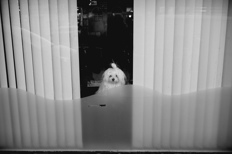 how much is that doggy?