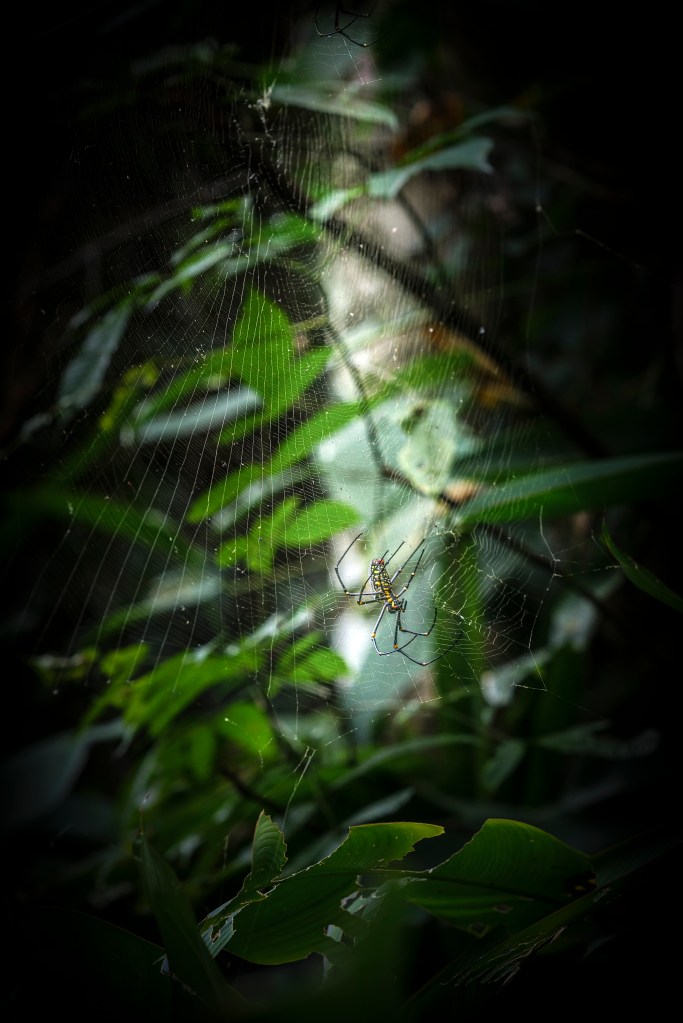 A large spider around beside a large waterfall, Khao Sok National Park