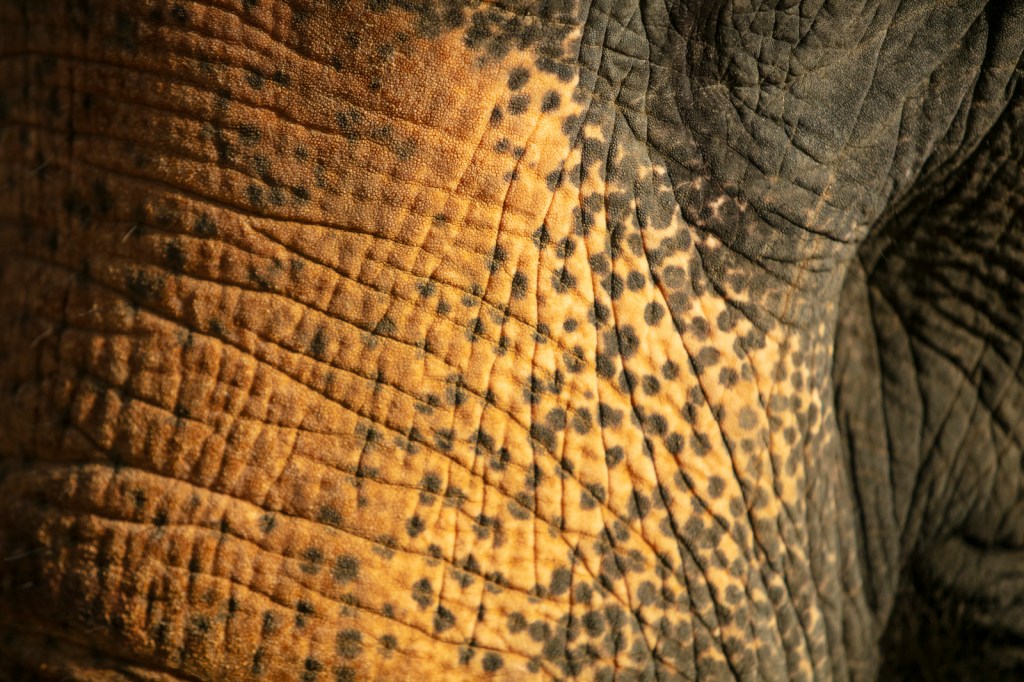 The flesh of a wild elephant